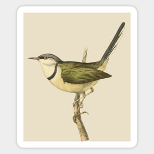 Bar-Throated Apalis Bird Illustration - Vintage Swainson Art Magnet